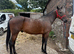 Trotting gelding