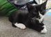 Mixed litter of kittens ready for loving homes