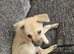 Miniature pincher x pomeranian puppy's