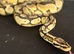 Pastel royal python cb20