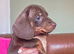 1 boy 4 girl mini dachshunds