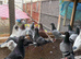 Racing pigeon