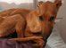 Lurcher puppies 2 boys left