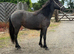 2 year old connie x filly