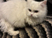 Kittens to reserve mum is full pedagree  chinchilla Persian dad is full ragdoll