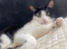 Rehoming a lovely female cat