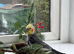Grey normal cockatiel