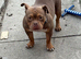 Pocket bully
