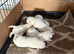 Beautiful West Highland Terrier puppies.