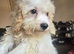 Adorable Boy available
