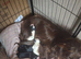 Cocker spaniels