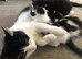 8 week kittens