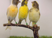 x3 harlequin hens canary&rsquo;s fit and healthy birds