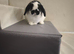 Neutered male Rabbit ready to bond