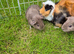 Baby Guinea Pigs