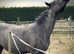 Perfect 2nd Pony Blue Roan Mare !!!REDUCED!!!