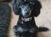 For Sale Miniature Poodle