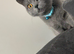 Female British Blue