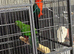 Australian king parrots