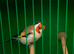 Siberian goldfinch cock
