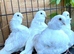 RARE WHITE CHINESE OWL PIGEONS