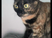 Rosie, Rehoming