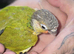 Baby green cheek conures