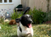 Jack Russell Dog Puppy