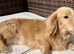 KC Registered Longhair Dachshunds For Stud