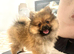 Pomeranian Teddy bear puppie