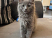 Ragdoll cross Norwegian