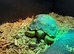 1 year old Sulcata Tortoise, starter tank, lamp, heat pad, food, substrate