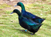 6 Cayuga Duck Hatching Eggs