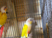 Proven breeding pair Suncheeck conure