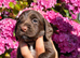 Working sprocker puppies