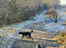 Lurcher