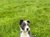 Lilac/grey an white collie pups