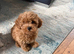 Cavapoochon puppy