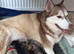 Husky mixed puppies from family home