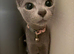 Pair of Beautiful Russian Blue Kittens, 5 months - £875 each
