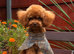 Stunning Asian Poodle Boy ️