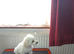 Pup in Leyton