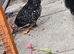 2 female chickens