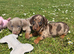 Miniature Dachshund puppies