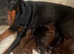 Doberman puppies just 8 days left before they can leave