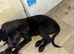 German Shepherd cross pup