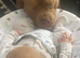 Pocket bully for rehome