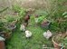 Pekin bantam fertile eggs