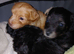 Jackapoo puppies - Beautiful colours
