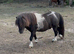 Perfect first ridden standard Shetland gelding